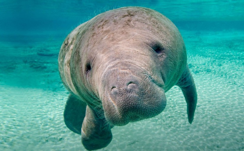 Two Baby Manatees rescued in the Florida keys