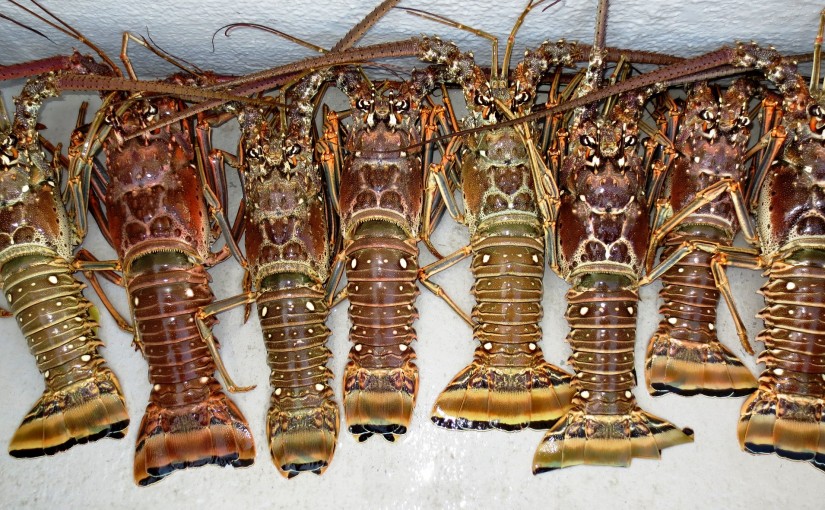 Lobster Mini Season