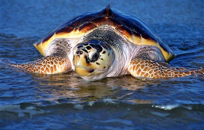 250lb Loggerhead Sea Turtle rescued from Islamorada Pool